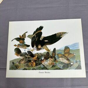 1950 Vintage Print Common Bobwhite American Bird Art Illustration Audubon 9x12